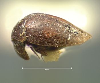 Media type: image;   Entomology 7947 Aspect: habitus lateral view